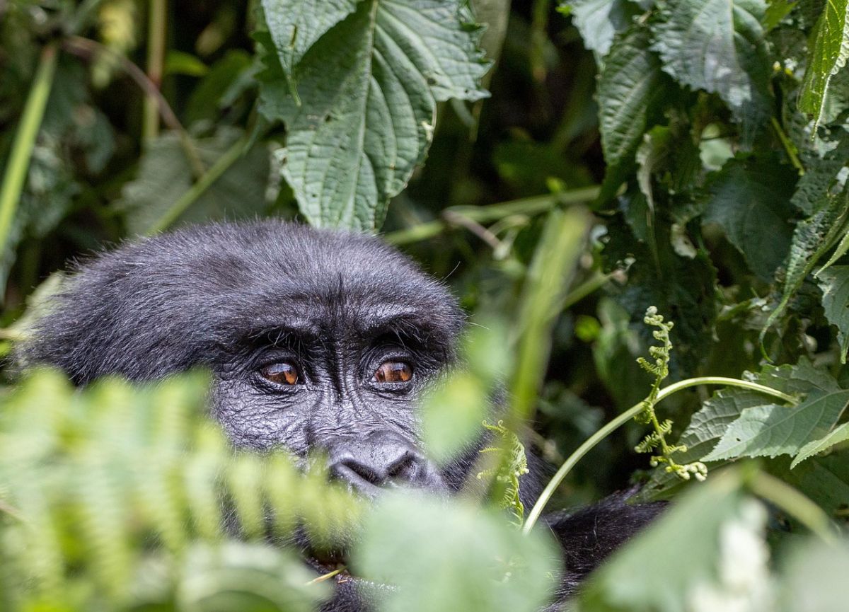 SELOUS GAME RESERVE