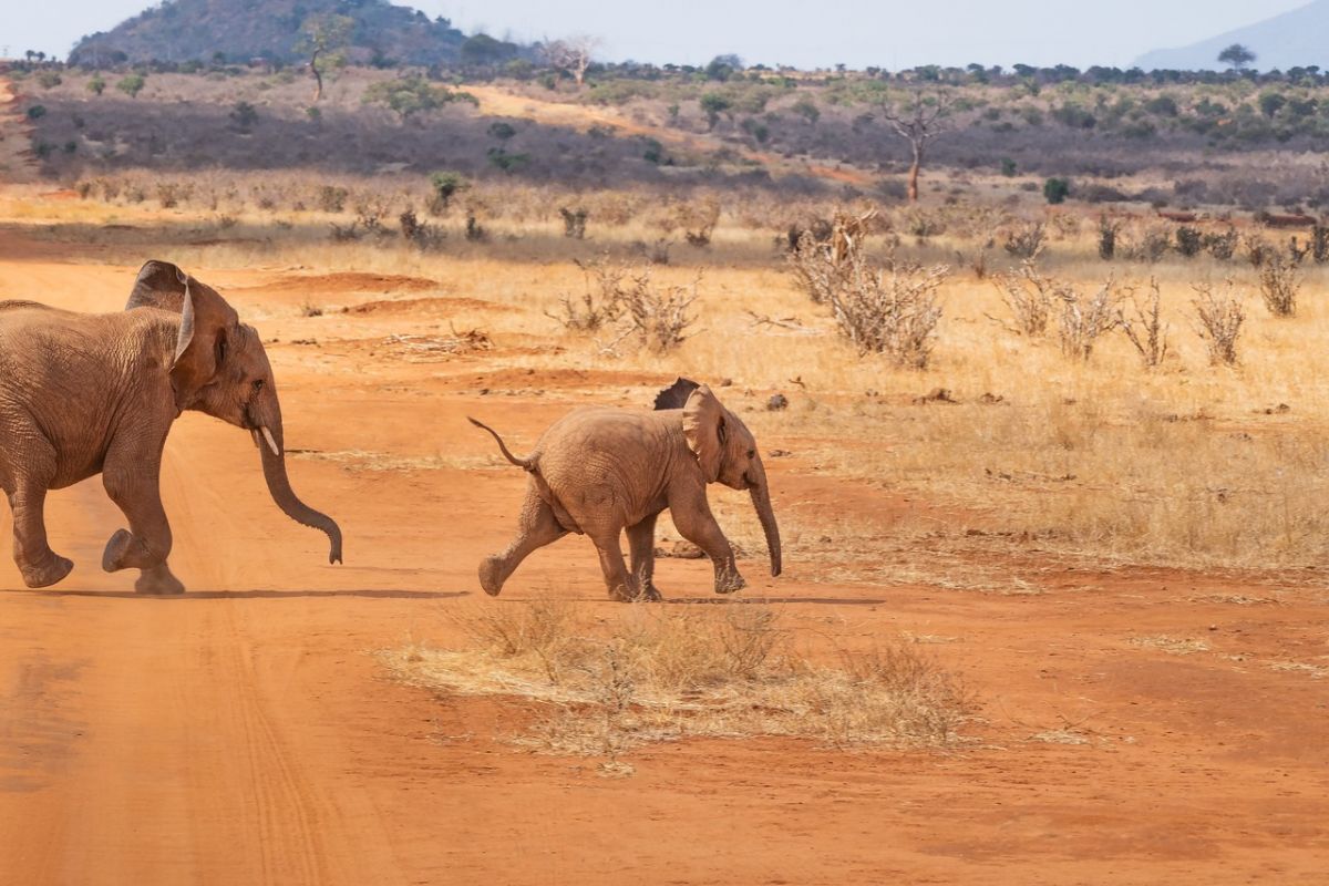 SELOUS GAME RESERVE