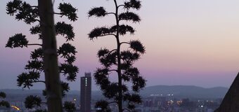 Аліканте