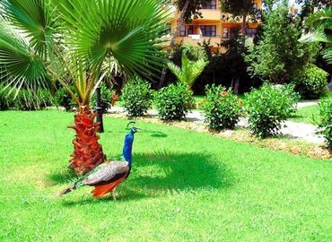 Green Peace Hotel Alanya