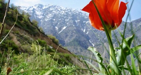 Тюльпаны и горы Самарканда