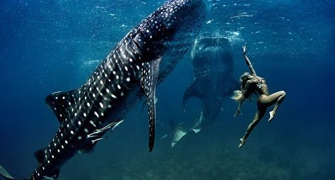 Подводная прогулка с китовыми акулами