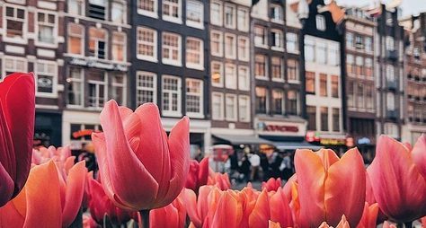 Амстердам с нуля
