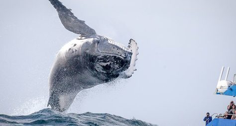 Вес счастья — 30 тонн: встреча с горбатыми китами