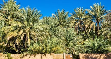 Город-оазис Аль-Айн: рай в пустыне
