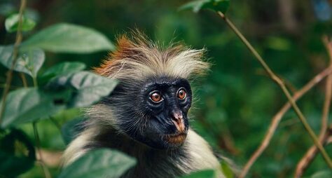 Лес Джозани: царство красных обезьян