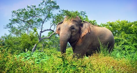 Назад к истокам: индивидуальный автотур по Шри-Ланке