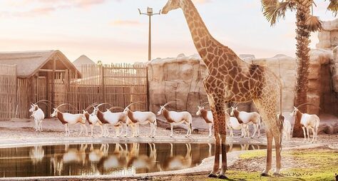 В мире животных: Dubai Safari Park и The Green Planet