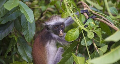 Национальный парк Джозани: красные колобусы, мангровые заросли и обряды шаманов