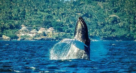 Райская Самана и горбатые киты