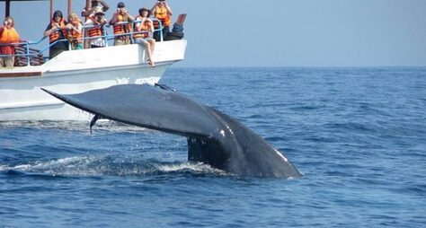 Наблюдение за китами и дельфинами- Мирисса