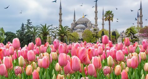 Тюльпанная история Стамбула