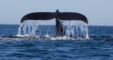 К королям морских глубин: прогулка на пароме с наблюдением за китами