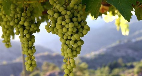 Виноделие Кипра