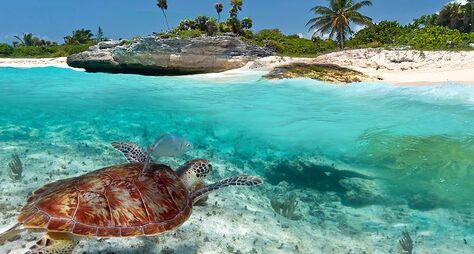 Снорклинг с морскими черепахами и купание в сеноте